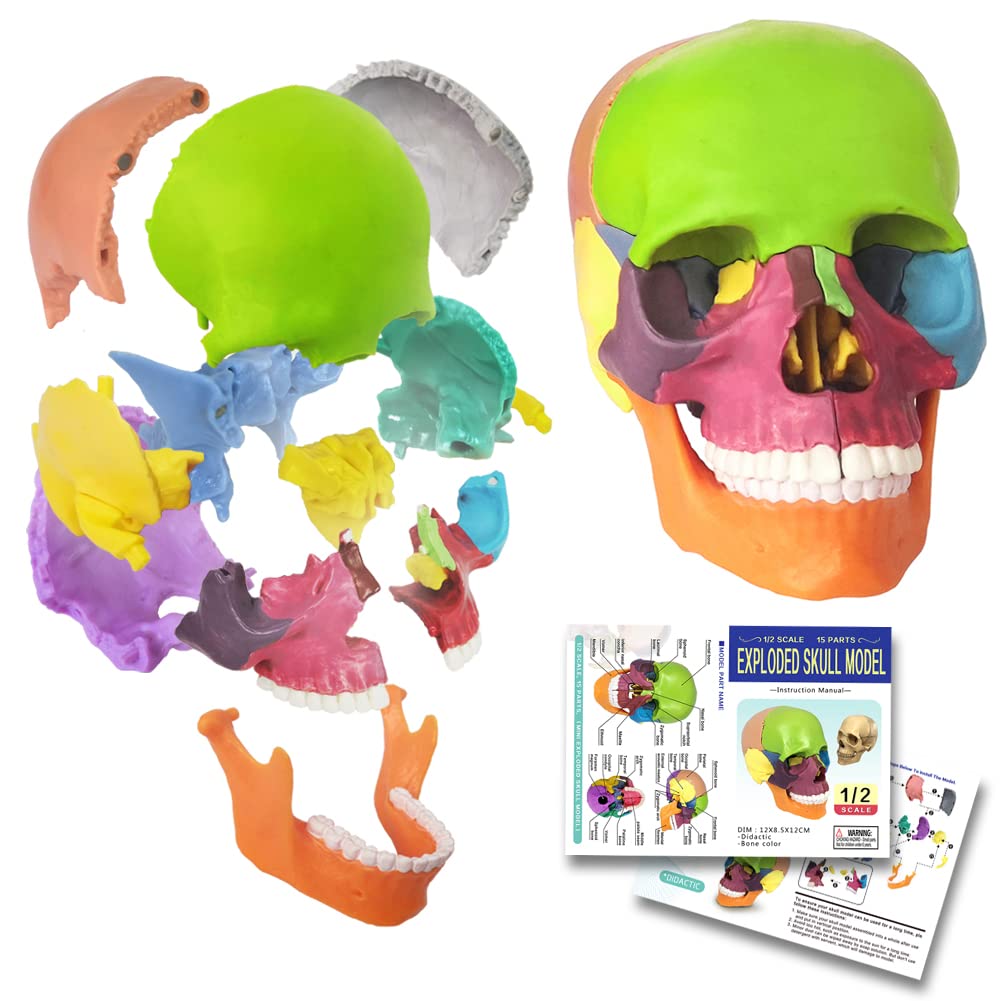 Amazon.com: EVOTECH SCIENTIFIC Mini Human Skull Model, Didactic 15